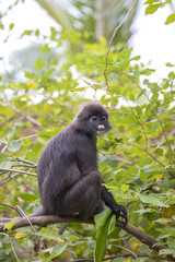 Dusky leaf monkey, spectacled leaf monkey, langur is sitting among leaves in a tree in the wild. Location: Perhentian island, Malaysia.