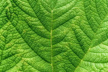 Close-up of the section of a large deep green leaf with strong veins, as background or texture