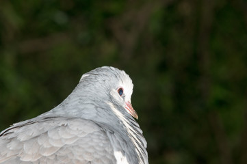 Pigeon portrait