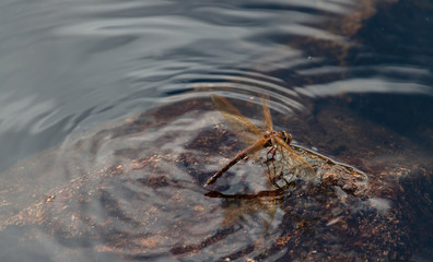 Dragonfly Near Water