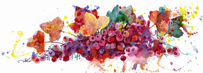 Weinrebe, Aquarellillustration auf weißem Hintergrund. Pflanzenelement für Design und Kreativität. Mehrfarbige Trauben. Rosa Trauben. © Алексей Панчин