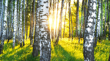 Obraz premium lato w słonecznym brzozowym lesie