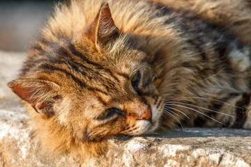 Tired cute cat in Kas town, Turkey