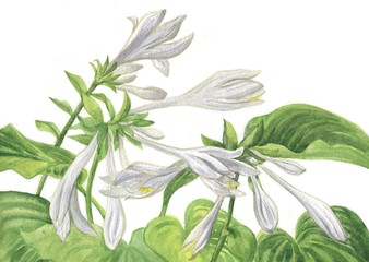 Obraz premium white flowers Hosta watercolor painting