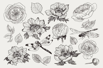 Big set of monochrome vintage flowers vector elements with insect dragonfly, Botanical flower decoration shabby chic illustration wild roses and anemone, poppy isolated natural floral wildflowers - 210401172