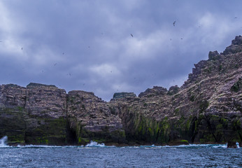 Fototapeta na wymiar The Skellig Islands - Puffin Island wildlife