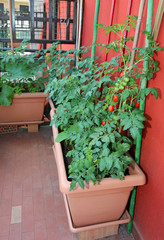 Cherry Tomatoes grown in pots on the terrace in the house