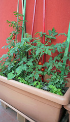 Fototapeta na wymiar red tomatoes plant and basil plants in the pot of the urban vege
