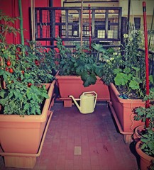 Fototapeta na wymiar tomato plants and a yellow watering can on the terrace of the ap