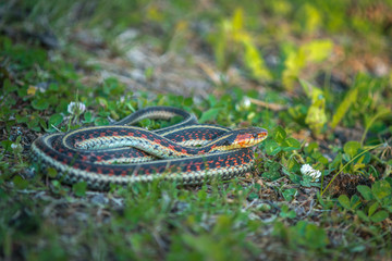 Garter Snake on Grass