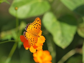 キバナコスモスとツマグロヒョウモン