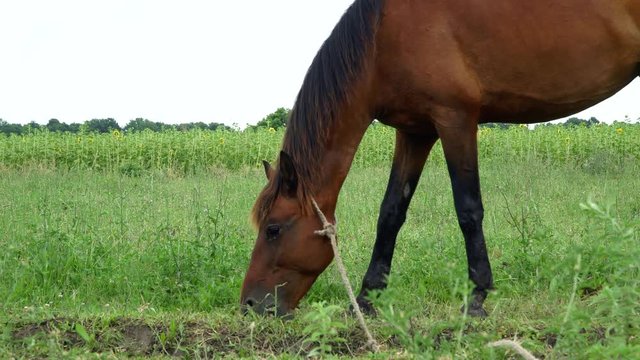 Brown horse eating grass at rural field. Close up black horse head. 