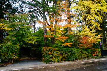 Naklejka premium 紅葉した角館武家屋敷通り（秋田県、日本）