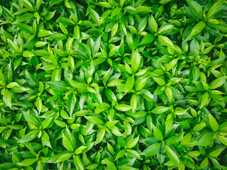 Top view of green leaves. Idea Ideas for Green Backgrounds