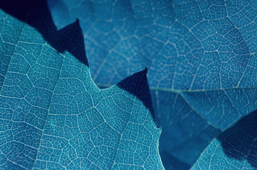 leaf  pattern macro abstract colour