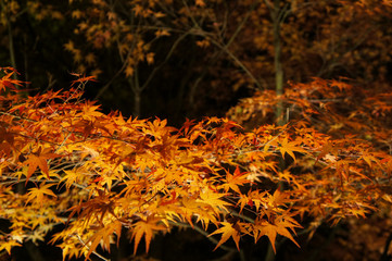 比叡山のライトアップされた紅葉（滋賀県、日本）