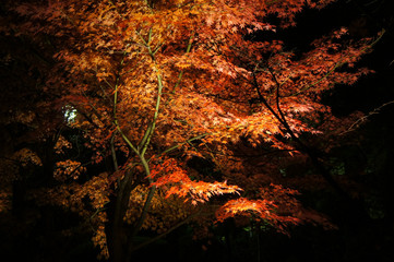 比叡山のライトアップされた紅葉（滋賀県、日本）