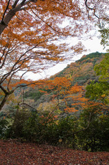 武田尾の紅葉（兵庫県、日本）