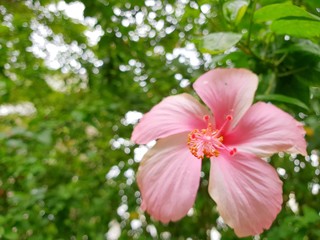Close up of hibiscus or Chaba flower on blurred branch and leaves background, Pink flower as a background, Ecological Concept, Space for text in template (Hibiscus rosa-sinensis, Malvaceae)