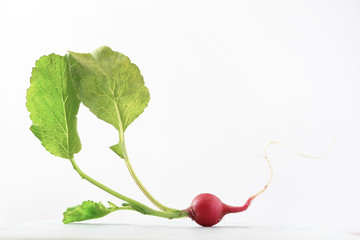 Radish with leaves of a tops closeup on a gray white background.