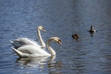 Swan on the lake