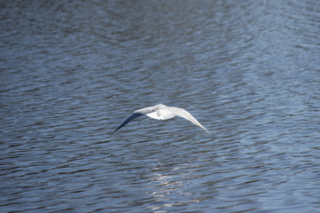 Tern in flight