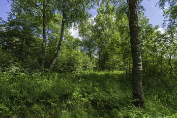 Fototapeta na wymiar summer landscape. sunny summer day. white clouds on a blue sky. green hills, forests and fields. Rural summer countryside landscape. Forest before the rain. Beautiful trees in a summer forest