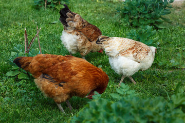 colorful hens are grazing on a free range