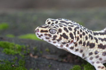 gecko