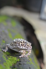 gecko