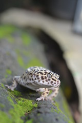 gecko