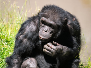 Chimpanzé à dos argenté