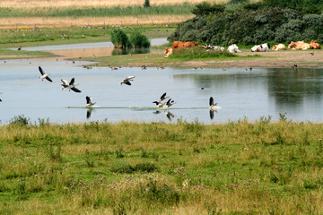 Typical isolated landscape in the province of Zeeland in the Netherlands
