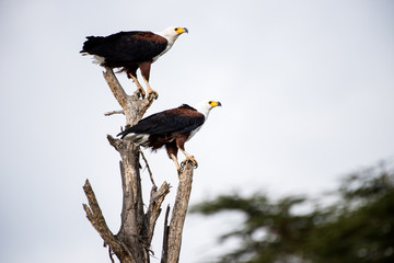 eagle