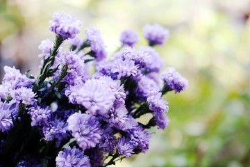 Purple Marguerite daisy flowers blooming decorate in natural garden background.Felicia amelloides (Blue Marguerite). Ultra violet color of 2018. 