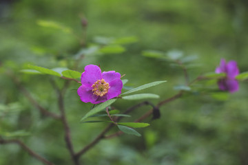 Close-up Image of blooming pink dogrose wildflower in the forest after the rain on a green background