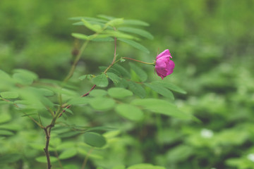 Obraz premium Close-up Image of blooming pink dogrose wildflower in the forest after the rain on a green background