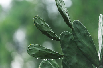 Cactaceae © Rustic man