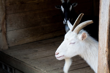 White goat in the barn.