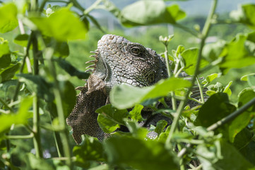 Iguana, Iguanidae / Iguana in green leaves roof, South America, Ecuador.