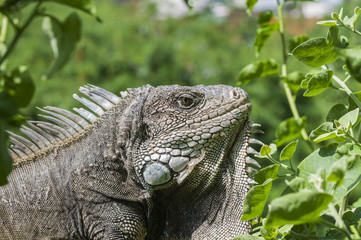 Iguana, Iguanidae / Iguana in green leaves roof, South America, Ecuador.