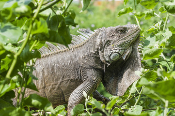 Iguana, Iguanidae / Iguana in green leaves roof, South America, Ecuador.
