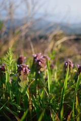 ヒメオドリコソウ