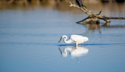 Aigrette Réserve Ornithologique du Teich (attrapant un poisson)