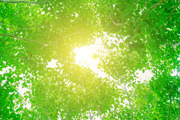 Green forests ablaze with sunlight during the day.