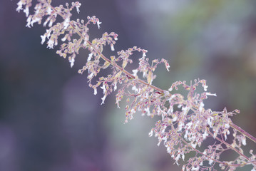 Beautiful pink flowers in Chiang Dao District of Chiang Mai Province, Thailand.
