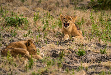 Jung-Löwe bei der Siesta