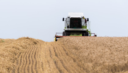 Obraz premium Harvesting of wheat field with combine