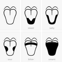 Taste areas of the human tongue