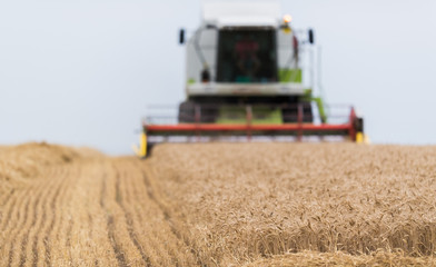 Obraz premium Harvesting of wheat field with combine